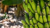 陸辦公小物種植香蕉 禁止「蕉綠」玩諧音梗