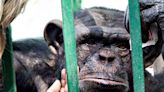 Habeas corpus rechazados. Por qué “el chimpancé de mirada triste” no logra ser trasladado a un santuario y sigue encerrado solo en un zoológico