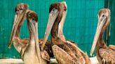 Spike in sick, starved brown pelicans has wildlife care center in need