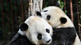 China sends new pandas to US for first time in 2 decades