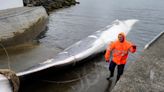 Iceland issues new whaling permit, draws animal welfare rebuke