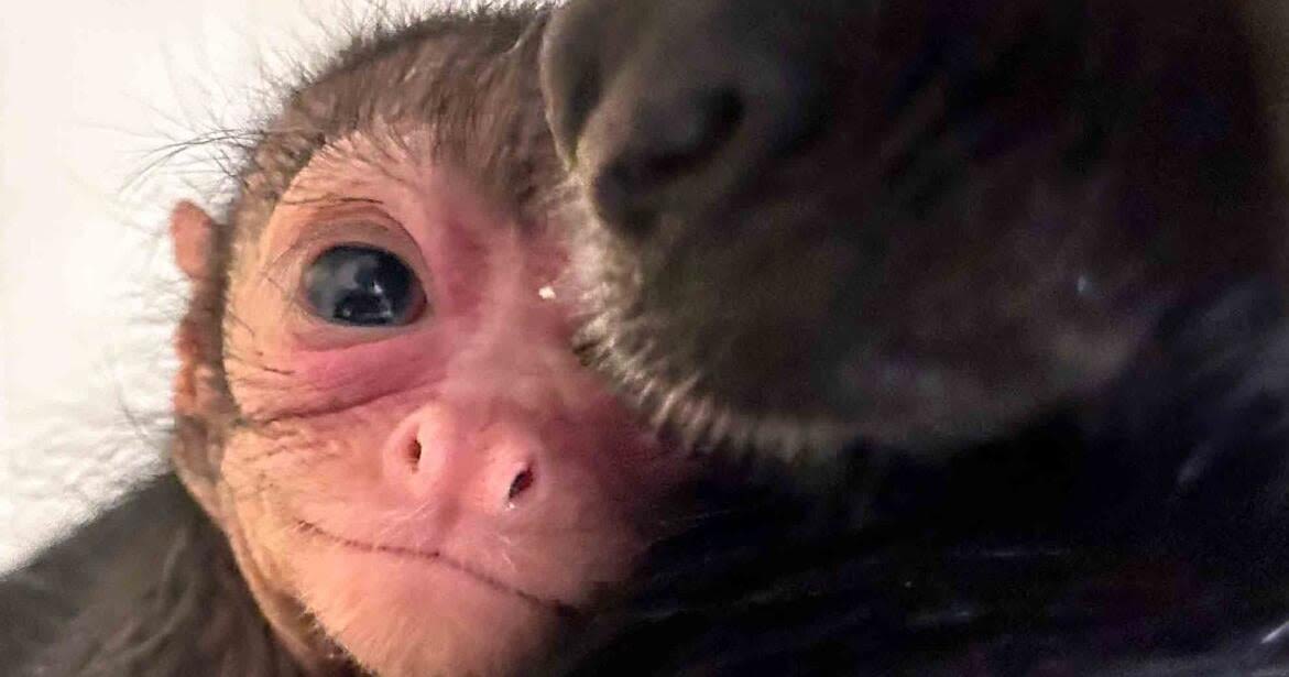 Lincoln Children's Zoo welcomes third spider monkey baby