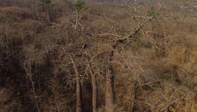 Brasil: deforestación en el Cerrado supera por primera vez la de Amazonía