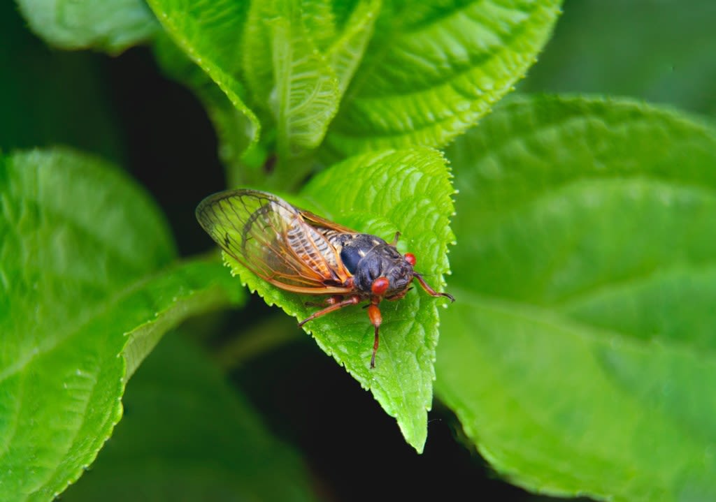 Yes, cicadas are coming but nothing like the deluge expected in southern Illinois