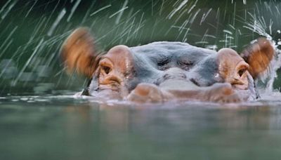 Les hippopotames seraient capables de s’envoler, selon une étude britannique