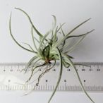 【台中】空氣鳳梨 Tillandsia crocata Clump 克洛卡塔 原生種【香花品種】