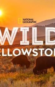 Wild Yellowstone