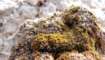 Scientists discover moss can grow on Mars