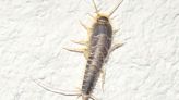 Remove nightmare silverfish from your home with natural kitchen ingredient