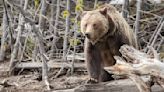 Grand Teton National Park tourist mauled by grizzly bear