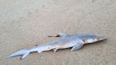 Sharks off Brazil coast test positive for cocaine