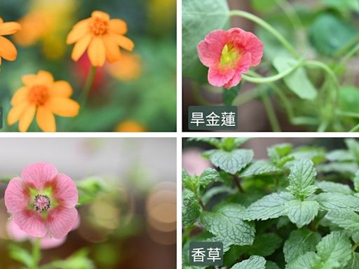 香港公園「食用花與香草展覽」免費睇 芳香萬壽菊香氣濃、旱金蓮味道如芥末 (10:15) - 20240422 - 即時熱點