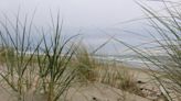 A nonnative beach grass hybrid is running wild along the Pacific Northwest coast