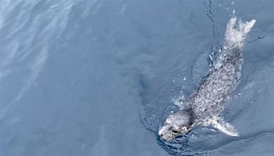 基隆外海出現野生海豹 海科館：實屬罕見