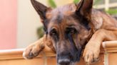 Viral Tweet About 'German Shepherd Husbands' Gets Howlingly Funny Responses