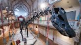'Night at the Museum' experience near Birmingham where you can sleep under Dippy the Dinosaur