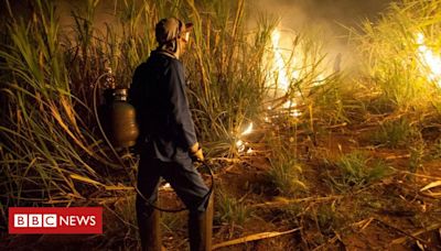 Queimadas no Brasil: por que queima de canaviais ainda é permitida no país, apesar dos incêndios?