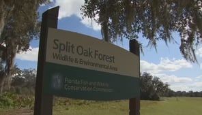 CFX green-lights new toll road through Split Oak Forest