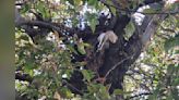 Strange Object Protruding From Squirrel Nest Causes Woman To Do A Double Take