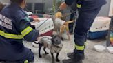 Cães resgatados nas enchentes do RS desembarcam no Rio; veja vídeo dos 'gauchinhos'