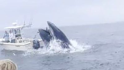 Watch: Whale of New Hampshire slams into fishing boat, hurling men into the Atlantic