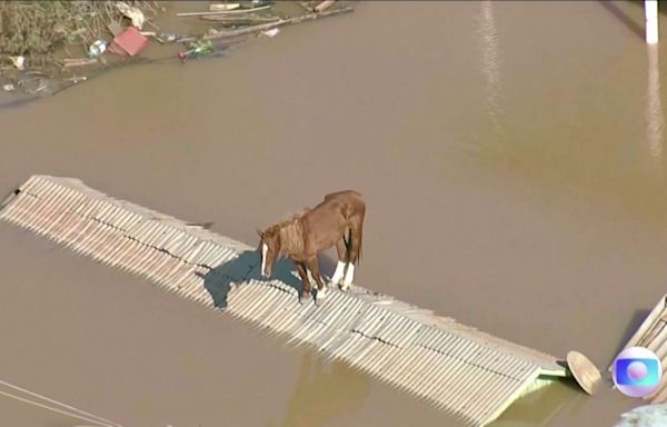 Watch: Horse stranded on rooftop by floods in Brazil rescued by firefighters