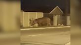 Enormous Wild Animal Shocks Community When He Wanders Onto Suburban Street