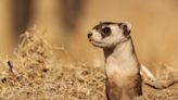 A Ferret Died in 1988 and Spawned 3 Clones. Now, They Could Save Their Entire Species.