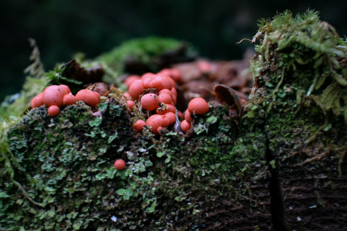 What are those beautiful neon pink slime balls in the Maine woods?