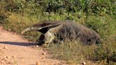 Disney World's Animal Kingdom Highlights 'Secret' Animals at the Park Visitors Don't Often See