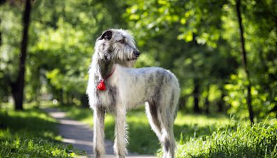 Dog does the sweetest thing for 9-months pregnant owner during every walk