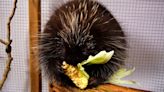 Rescued Porcupine Snacks with Contentment After Transformation at Maine Wildlife Center