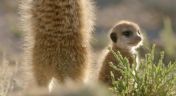 4. Meerkat