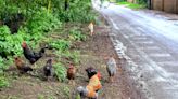 Noisy flock of feral chickens force villagers to wear earplugs