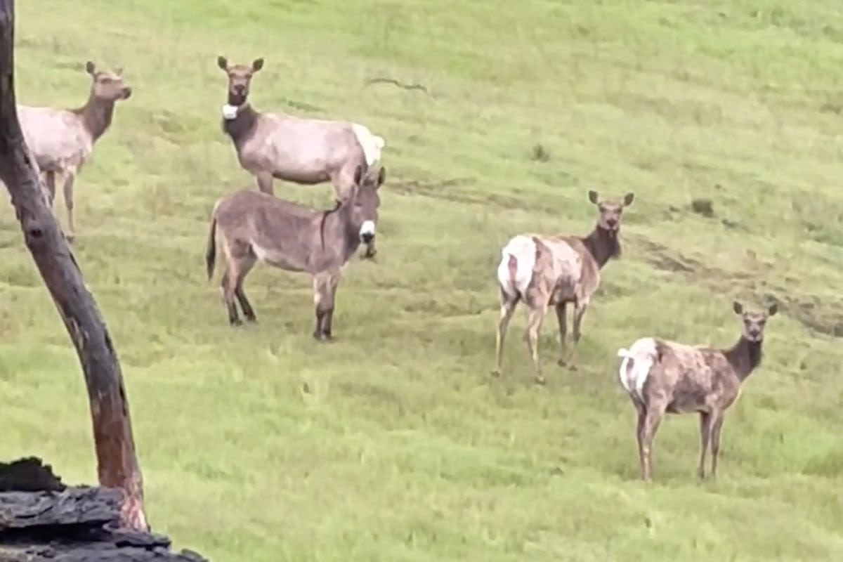 Calif. Family Spots Pet Donkey Missing 5 Years Living with an Elk Herd: He's a 'Wild Burro Now'