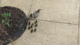 ‘We love you’: GR retirees help ducks escape courtyard for a second time