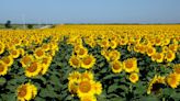 A Kansas farmer planted 1.2 million sunflowers for his wife as a gift for their 50th wedding anniversary