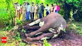 Elephant found dead with injuries | Salem News - Times of India
