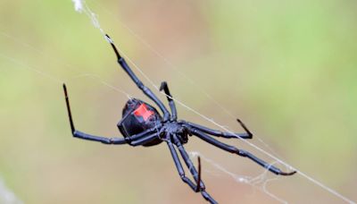 Black Widow spiders are rarely deadly and have a bad rap, with no deaths since 1983 | Opinion