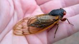 Georgia's Brood XIX is here: Periodical cicadas make their mark on the Southeast