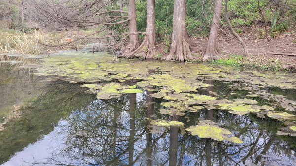 Austin to start 4th year of pilot program treating algae on Lady Bird Lake
