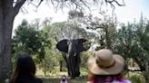 Muere un español aplastado por un elefante en Sudáfrica