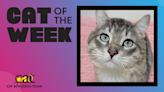 Cat Of The Week: Oliver (Adopt Me) | Z100 Portland | Maui