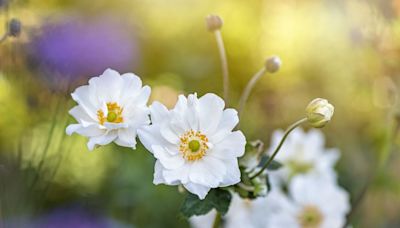 Add These Pretty White Flowers to Your Garden for a Beautiful Display