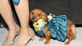 From Puppy Galas To Fashion Pop-Ups, Stylish Spring Events In New York