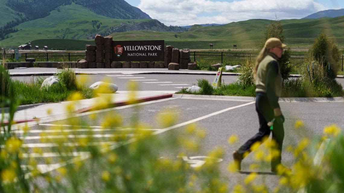 A Yellowstone trip that ended with Idaho man being arrested for kicking a bison