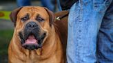 10 of the Largest Dog Breeds