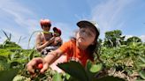 Pick-your-own strawberry farms open with a promising start