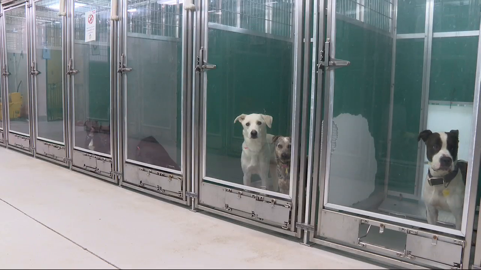 Oklahoma City Animal Shelter at capacity, seeks community help to find pets homes
