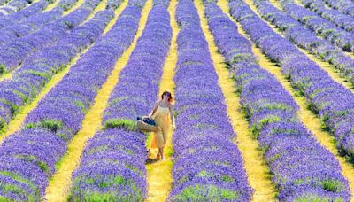 The breathtakingly beautiful lavender farm 6 minutes out of Croydon with 25 acres to explore